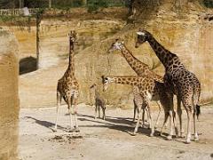 149 BIO PARC DE DOUE LA FONTAINE 1- 2016_000048